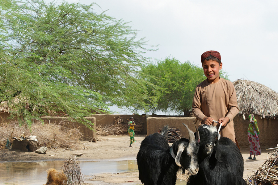 Afganistan - Adak, Akika, Şükür Küçükbaş